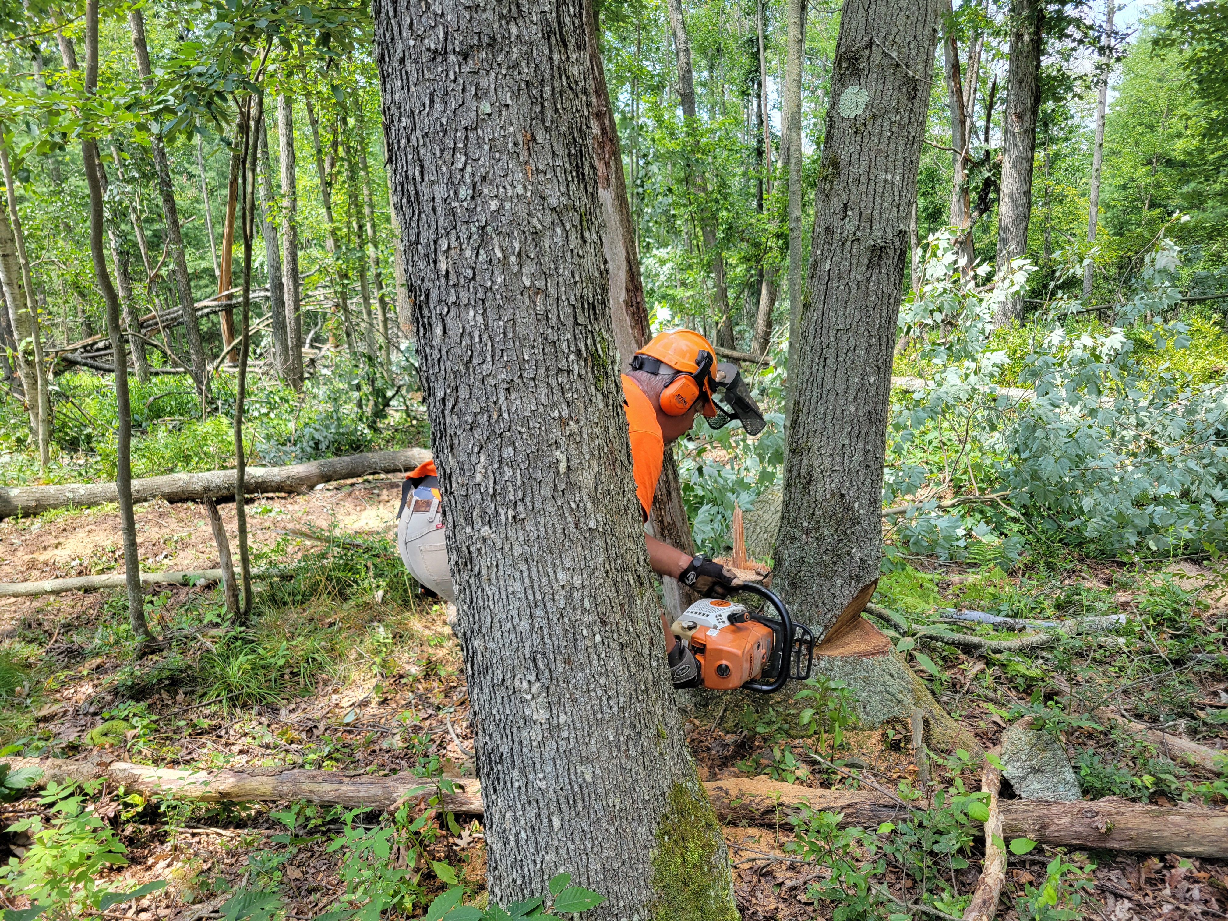 Tree Felling